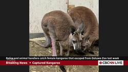Escaped kangaroo caught east of Toronto News Clip