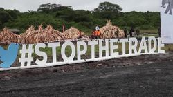 CLEAN : PROFILE: Kenyan conservationist Richard Leakey News Clip