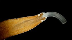 Phylum Nemertea: The Ribbon Worms Instructional Video