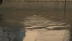 CLEAN : Beluga emerges from water ahead of extraction operation News Clip