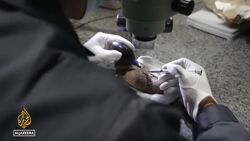 Flawlessly preserved 66-million-years-old dinosaur embryo found in China News Clip