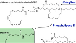 Endocannabinoids [Part 1] | Biosynthesis of Anandamide & 2-AG Instructional Video
