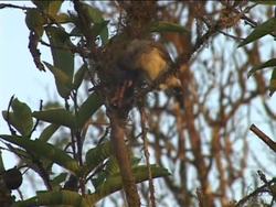 Unveiling the Theory of Evolution Instructional Video