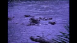 A holiday in Kenya, 1965 Stock Footage