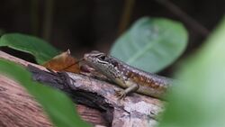 I WONDER - How Do Animals Adapt To Different Climates? Instructional Video