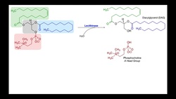 Lecithinase Test | Theory & Results Instructional Video