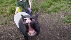 Meet Kinga: The Guinness World Record Holder for Oldest Tapir in Captivity Instructional Video
