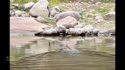 #TheMoment a lynx proved not all cats hate water News Clip