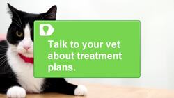 How to Treat Cat Behavior Problems with Medication Instructional Video