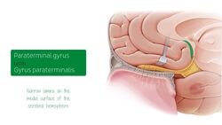 Olfactory nerve Instructional Video