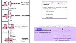 Nucleotide Metabolism | Degradation of Uric Acid Instructional Video