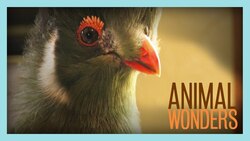 Tika the Turaco! Instructional Video