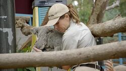 Check Out These Amazing Koala Joey’s Who Are Total Mama’s Boys Instructional Video