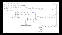 Lipase Test | Theory & Results Instructional Video
