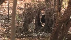 Great Bowerbird (Chlamydera nuchalis) tending his bower for a female Stock Footage