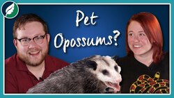Can We Domesticate Opossums? Instructional Video