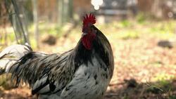 Urban Farming and Community Engagement Instructional Video