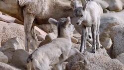 The Horns of Bighorn Sheep Can Weigh Close to 20 Pounds Instructional Video