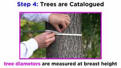 Techniques for Sampling and Analysis in Dendrochronology Instructional Video