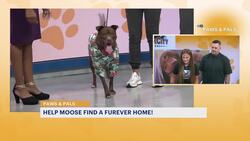 Paws & Pals: Moose now up for adoption with Brick City Rescue News Clip