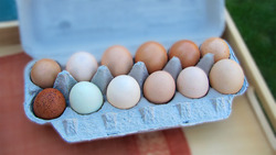 The Journey of Farm-Fresh Eggs - From Hatch to Kitchen Instructional Video