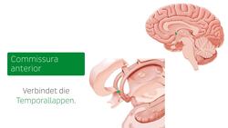 Mediale Ansicht des Gehirns Instructional Video