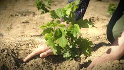 Made in Connecticut: Gouveia Vineyards News Clip