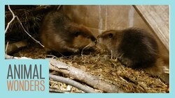 Baby Beaver Gets A Friend! Instructional Video