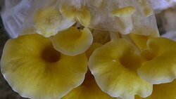 Mushrooms growing in greenhouse Stock Footage