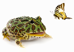 Butterfly's breakfast Instructional Video