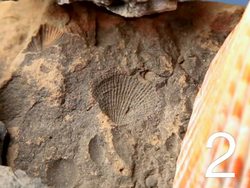 Fascinating Fossils: Video Quiz Instructional Video
