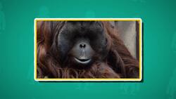 I WONDER - How Long Do Orangutans Live? Me Pregunto - Cuánto Tiempo Viven Los Orangutanes? Instructional Video