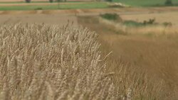 Farmland with Wheat, Tritium Aestivum maturing in the summer sun Stock Footage