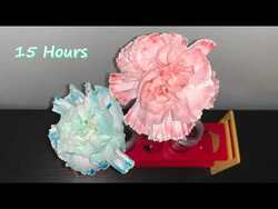 Color Changing Flowers Experiment - Part 1 Instructional Video