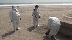 CLEAN : Bird flu kills almost 14,000 pelicans, seabirds in Peru News Clip