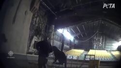 Ontario zookeeper under investigation for allegedly whipping Siberian tiger News Clip