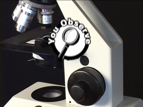 Lab Equipment Safety: Care of the Microscope
