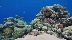 Coral reefs and tropical fish. Beautiful tropical fish and coral reef. Stock Footage