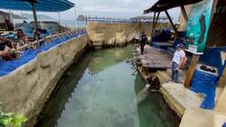 CLEAN : Working 24/7 to save baby manatee orphaned in Colombia News Clip