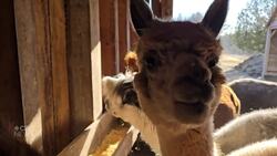 This N.B. woman made Christmas gifts out of alpaca, sheep fibre News Clip