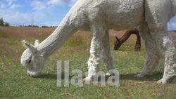 South American Animals! Instructional Video