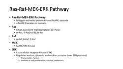 Ras Raf MEK ERK Signaling Pathway - Overview, Regulation and Role in Pathology Instructional Video