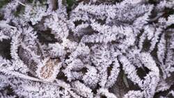 High Five Facts - Frost Instructional Video