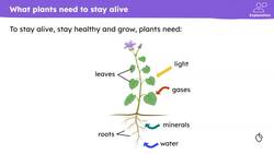 Plant nutrition Instructional Video