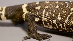 Exploring the endangered Guatemalan beaded lizard Instructional Video