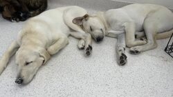 Repuplic Pets offered calm to people — and their fur babies — during chaos of wildfires News Clip