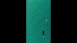 'Curious' humpback whale swims alongside kayaker at Australian beach News Clip