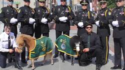 Miniature Horses Are New Type Of Therapy Animal Instructional Video