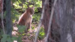 CLEAN : Two Eurasian lynx cubs take first steps in Sofia Zoo News Clip