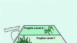Food Webs and Energy Pyramids: Bedrocks of Biodiversity Instructional Video